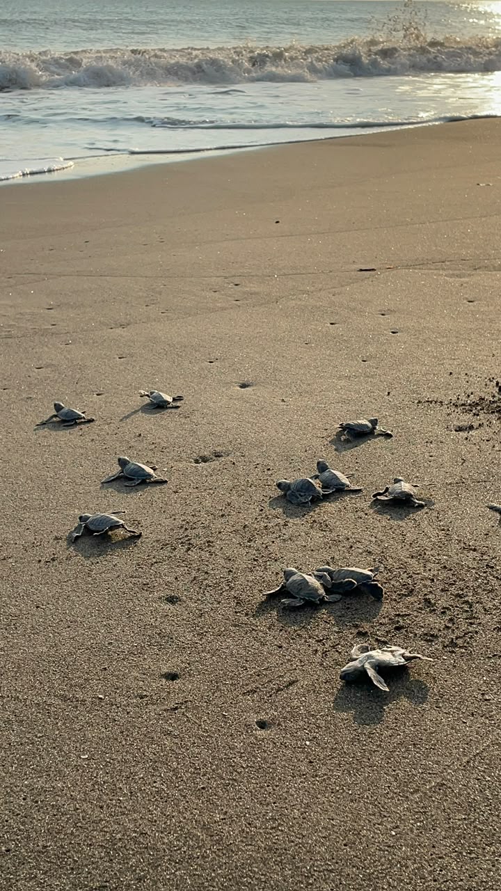 Avistamiento de tortugas